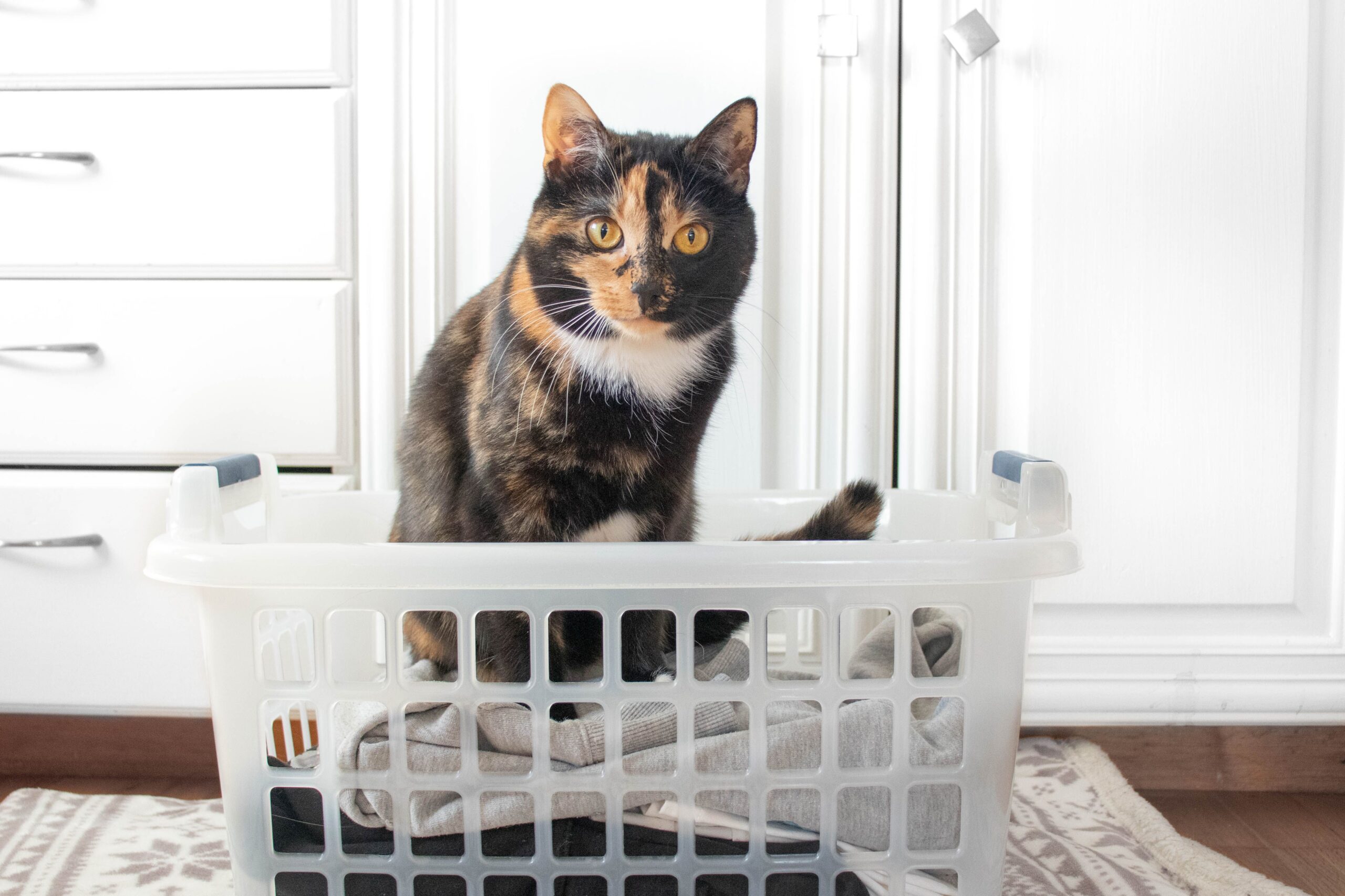 10 migliori razze di gatti per la vita in appartamento