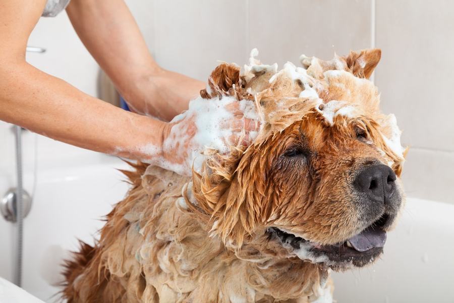 Le 5 migliori opinioni sugli shampoo per cani del 2021