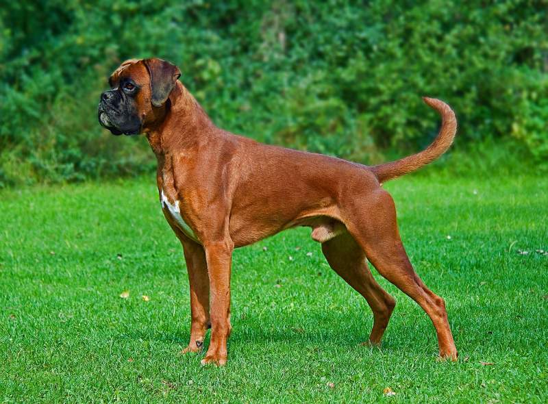 Razza di cane boxer – Storia, carattere e cura