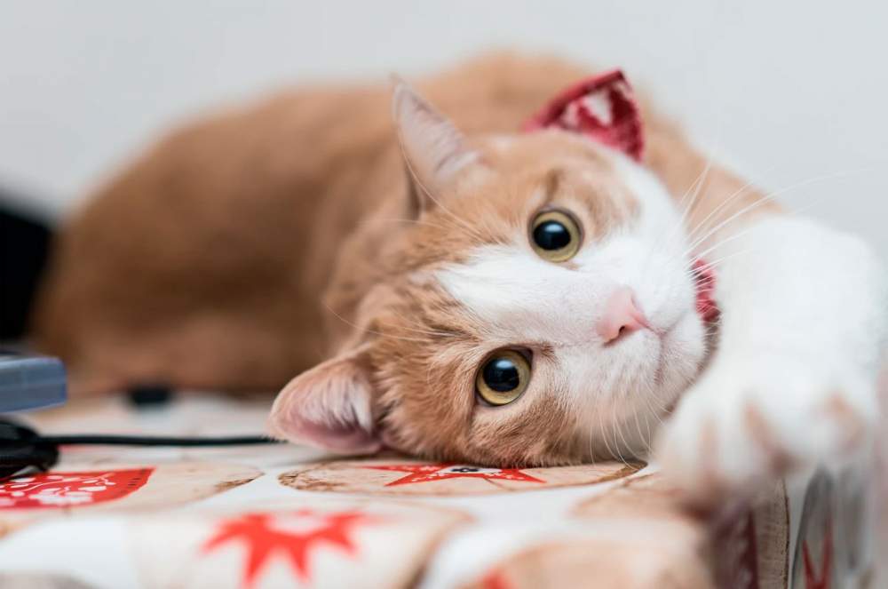 A cosa prestare attenzione quando si acquista un nuovo gatto – Blog sul salvataggio degli animali domestici
