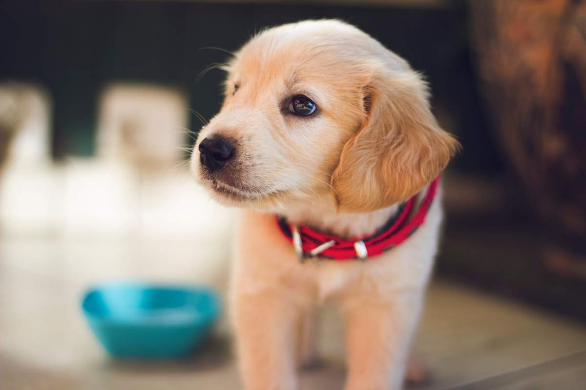 Come trovare il tuo nuovo cucciolo – Blog sul salvataggio degli animali domestici