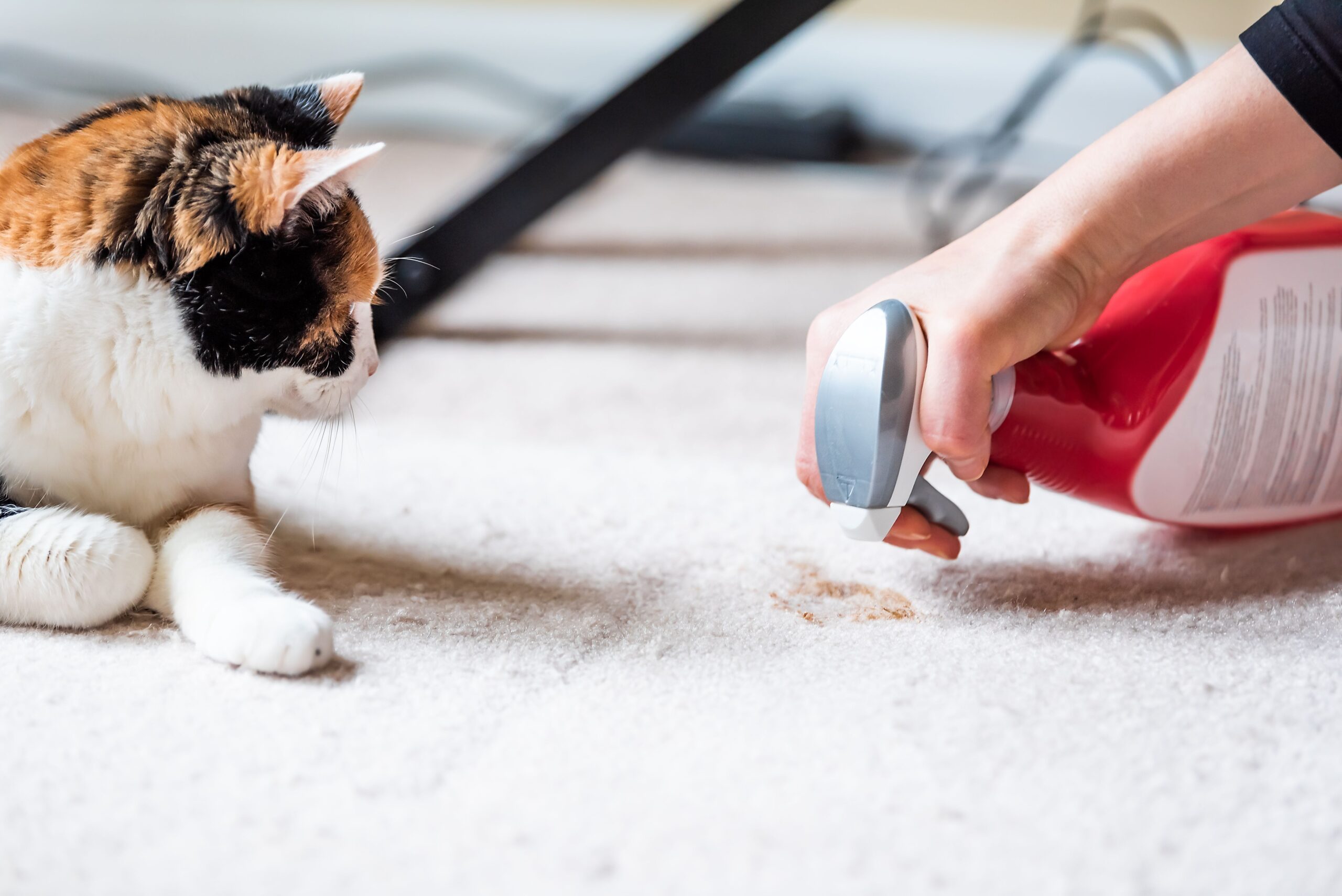 Come mantenere pulita la tua casa con gli animali domestici