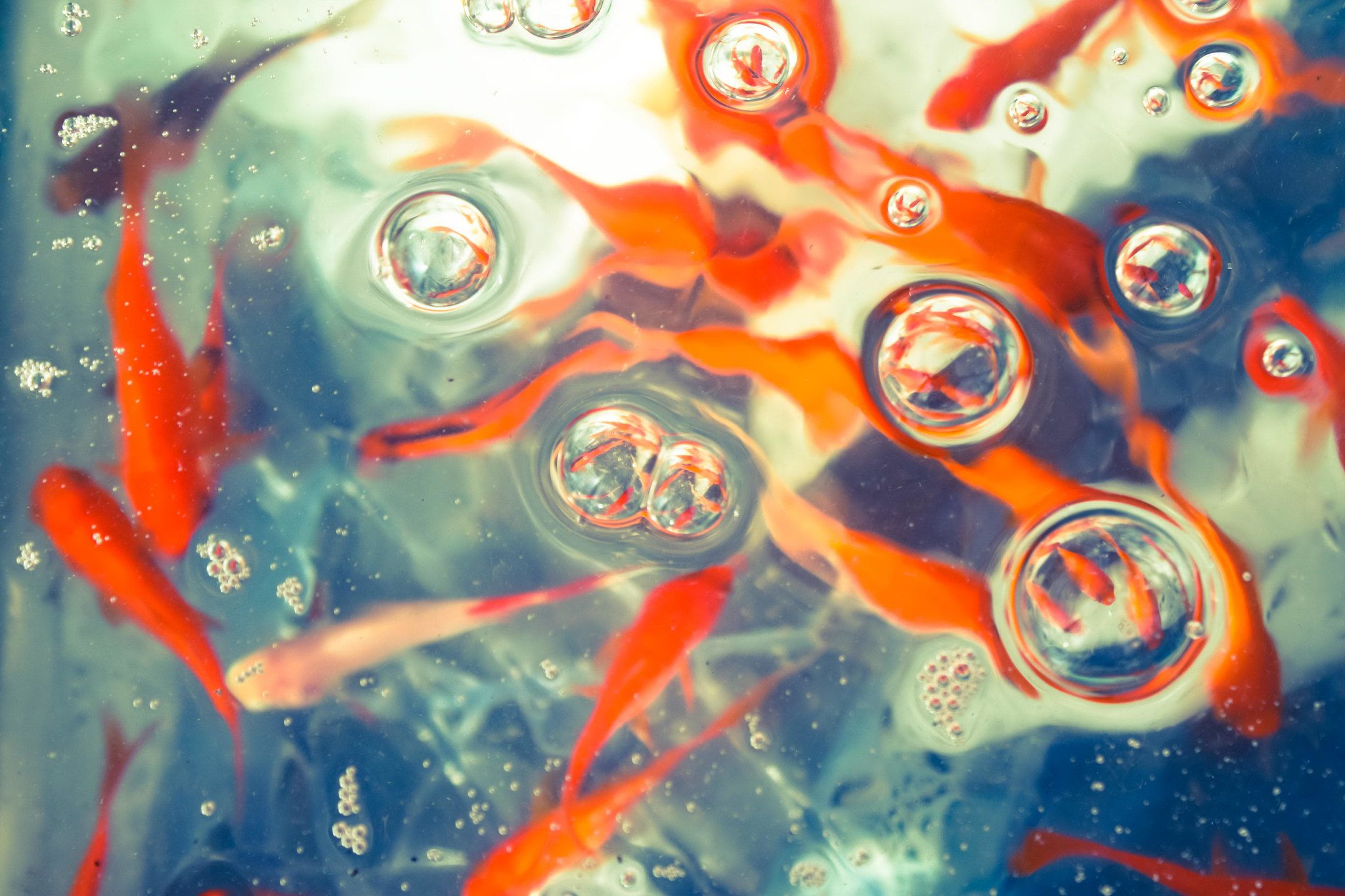 Come trattare la malattia delle bolle di gas nei pesci d’acqua dolce