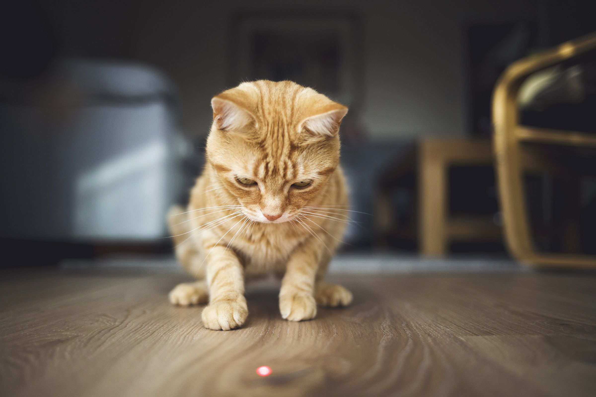 Motivi per cui i gatti inseguono i laser