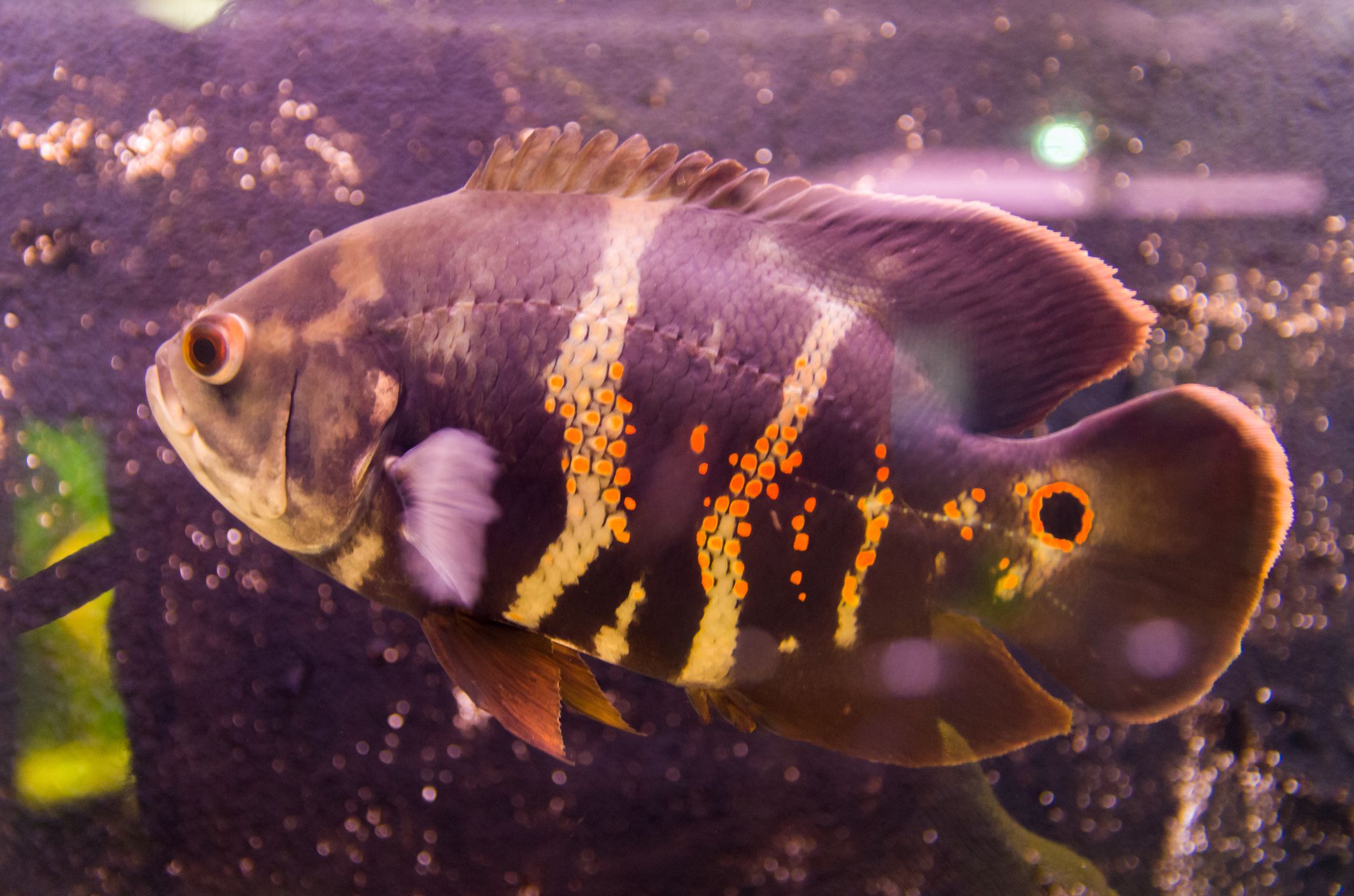 Oscar Fish Species Profile