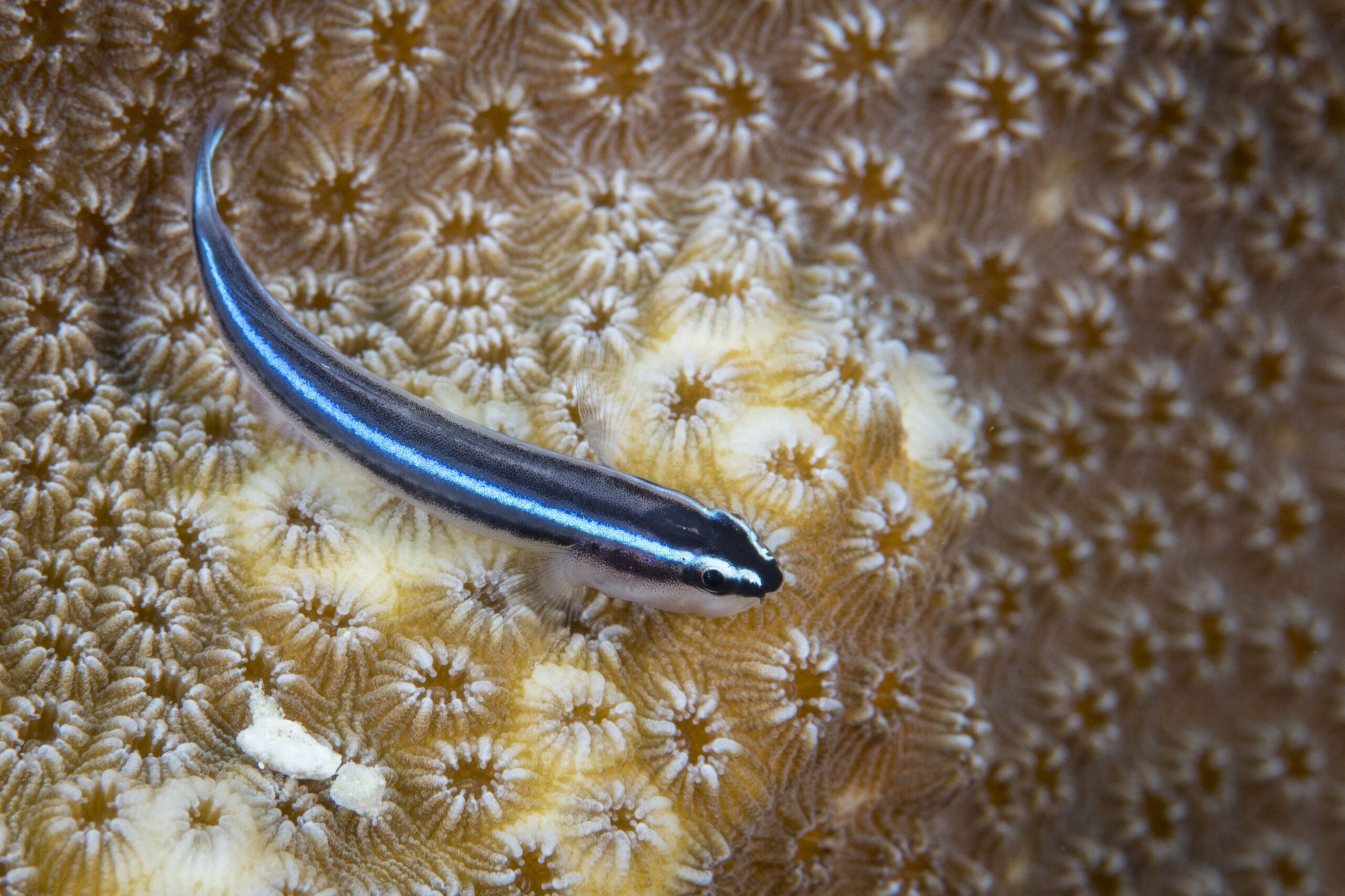 Profilo di specie di pesci ghiozzo al neon