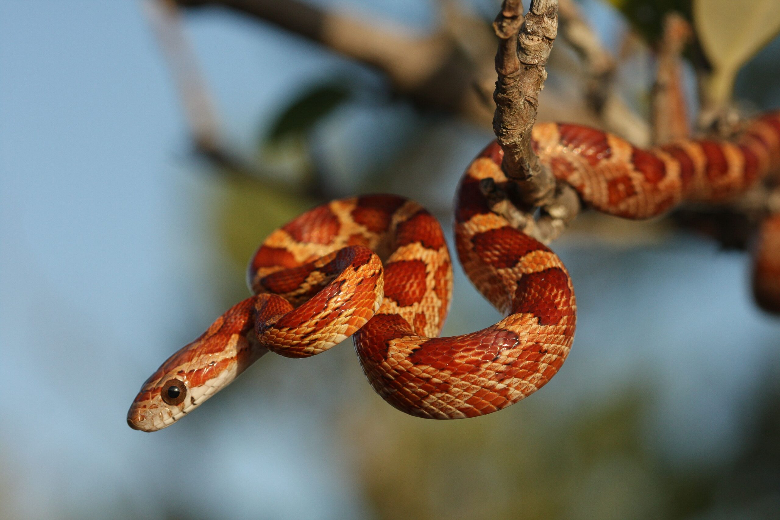 Una guida alla cura dei serpenti di mais da compagnia