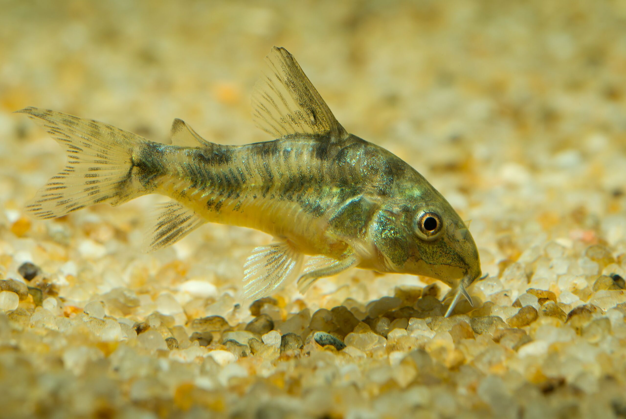 11 migliori razze di pesci gatto per il tuo acquario