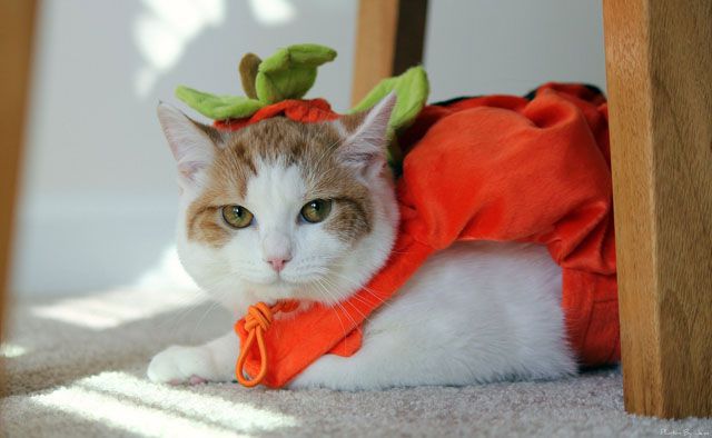 15 costumi di Halloween perfetti per il tuo gatto