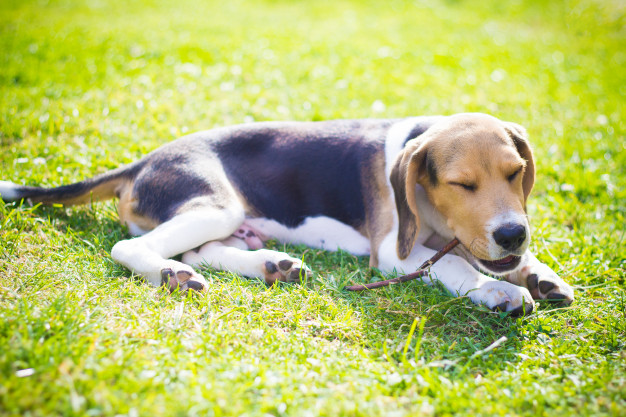 Quanto è comune l’allergia nei cani?