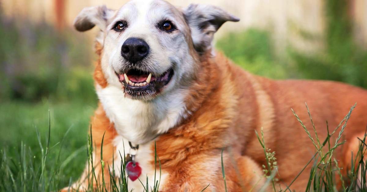 6 cose che il tuo cane anziano vorrebbe che tu sappia – Blog sul salvataggio degli animali domestici