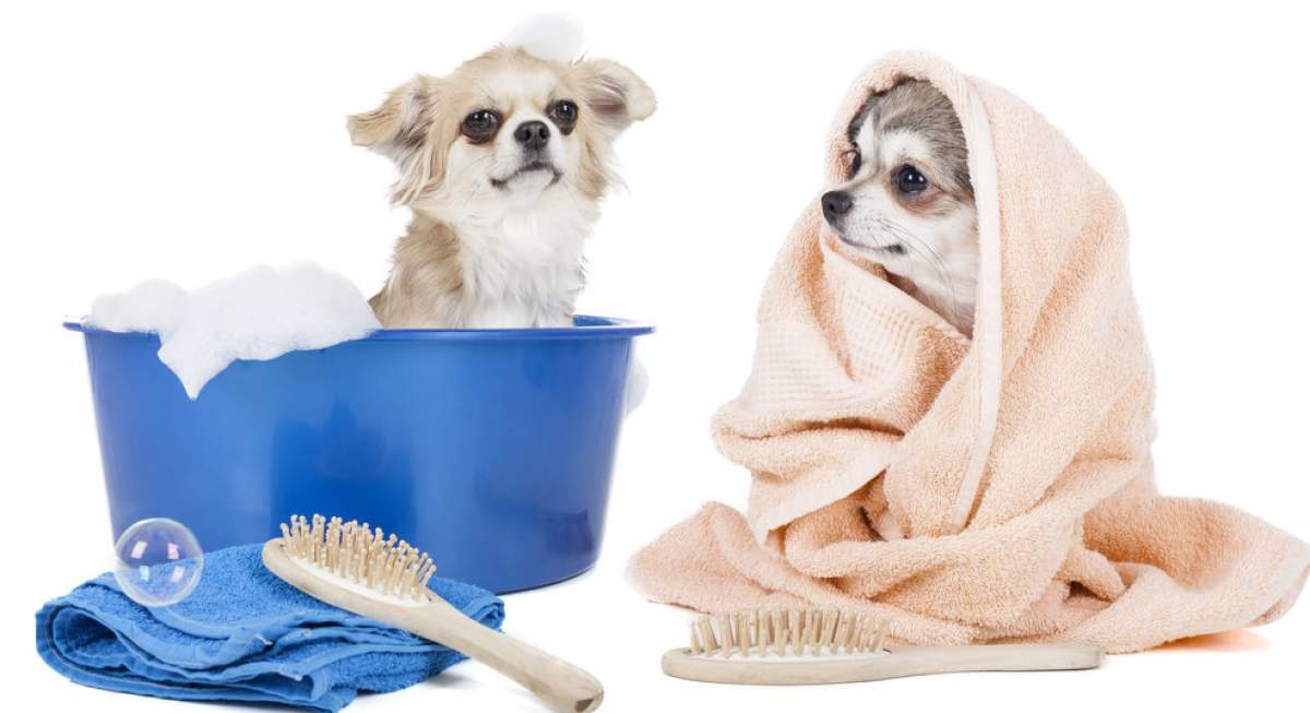 Suggerimenti per il bagno del cane, quanto spesso dovresti lavare il tuo cane – Blog di salvataggio degli animali domestici