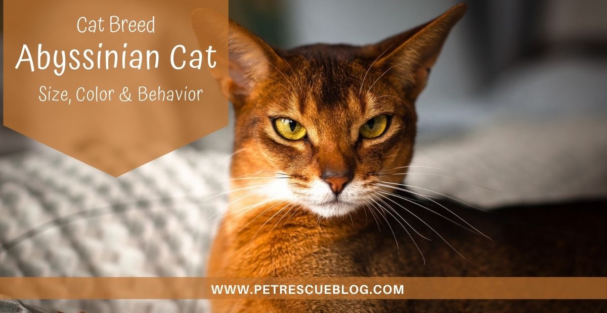 Gatto abissino – Taglia, colore, durata della vita e tutto ciò che devi sapere – Pet Rescue Blog