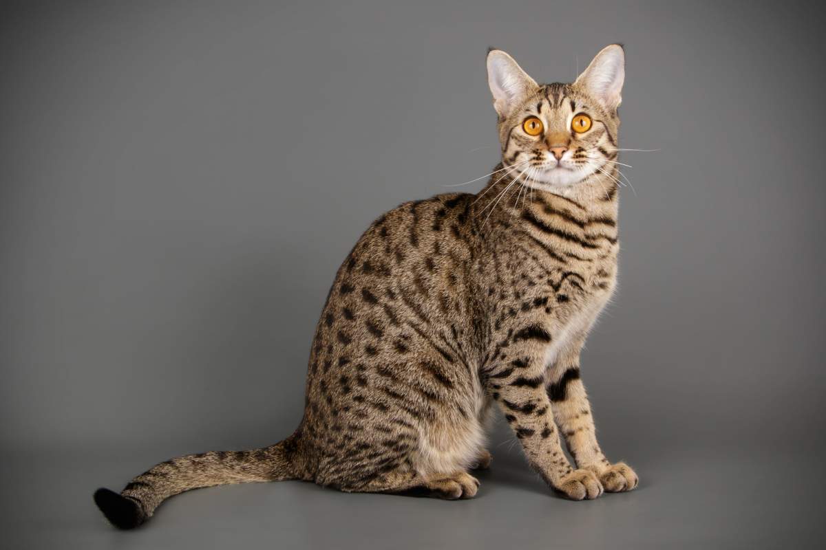 Savannah Cat – Caratteristiche, dimensioni e profilo completo – Blog di Pet Rescue