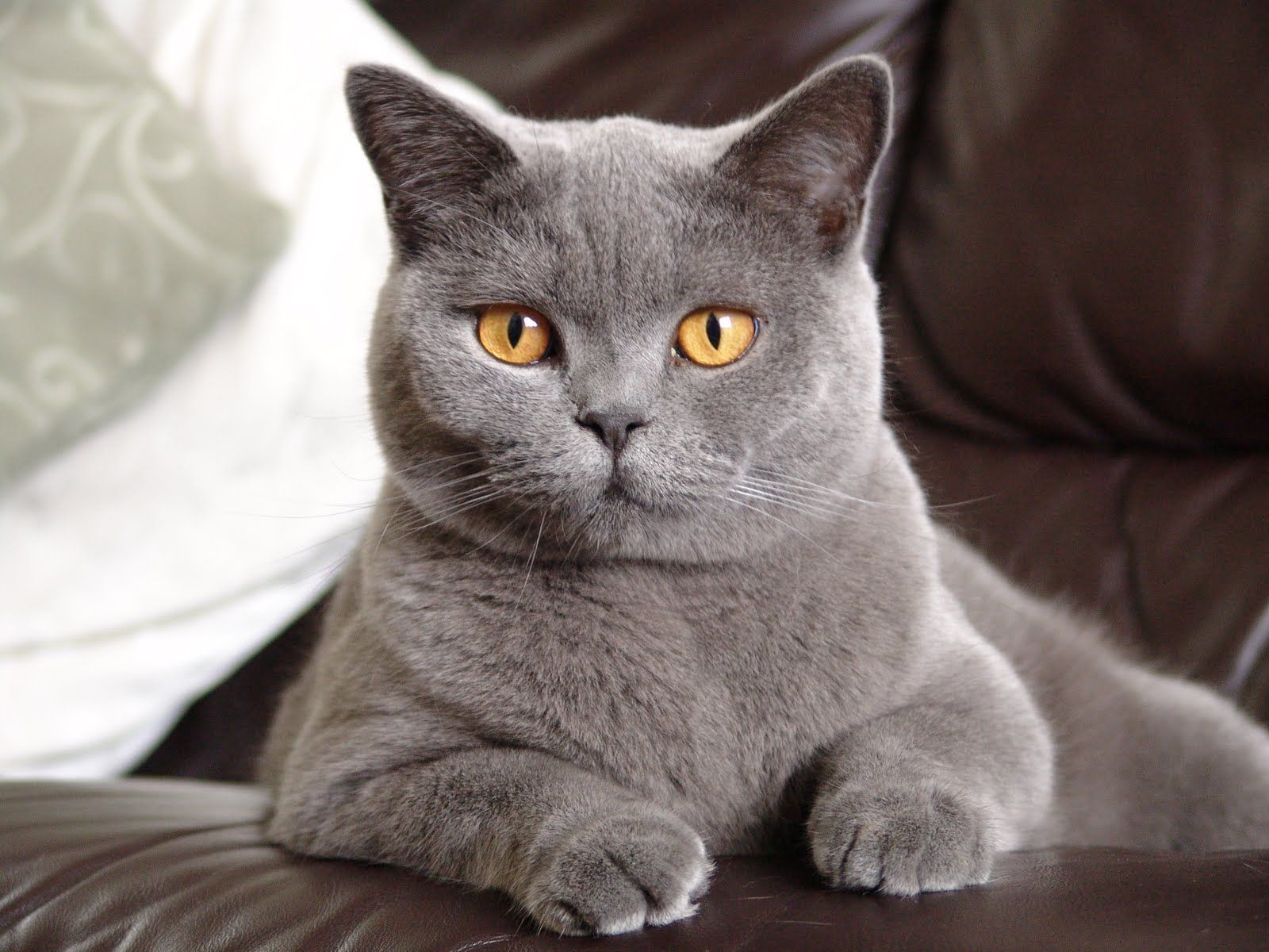 Le migliori razze di gatti a pelo corto – Blog di salvataggio degli animali domestici