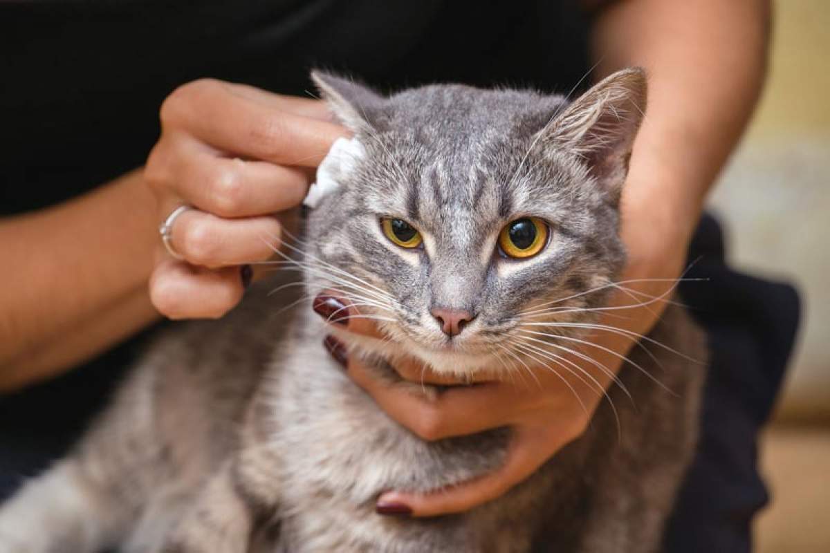 Come pulisco le orecchie del mio gatto?  – Blog di salvataggio degli animali domestici