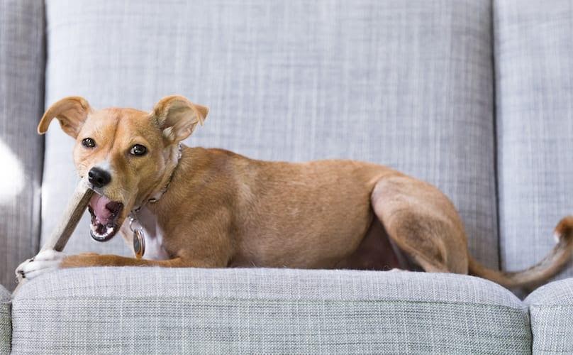 Questa volta dai al tuo cane un trattamento – Deer Antler – Blog di salvataggio per animali domestici