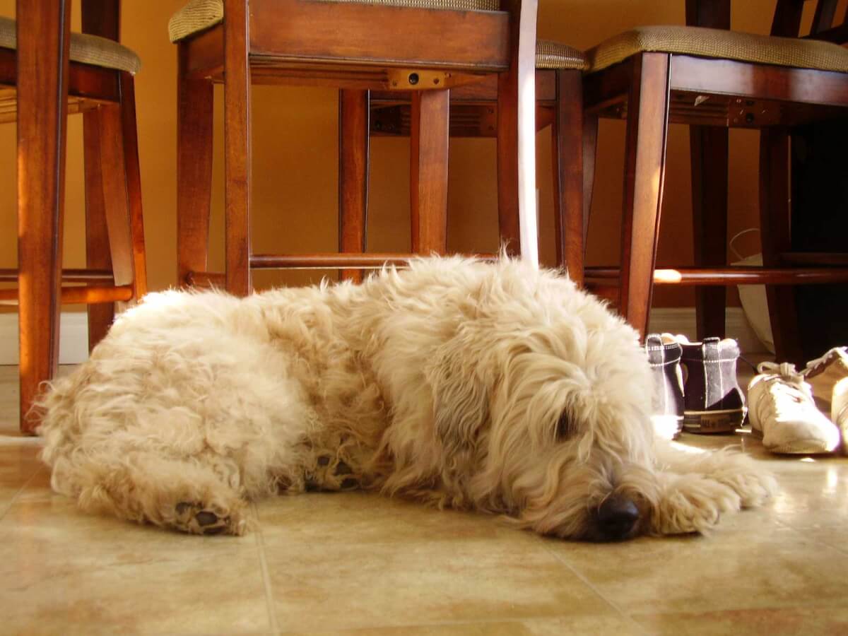 Come prevenire l’ansia da separazione nei cani – Blog di Pet Rescue