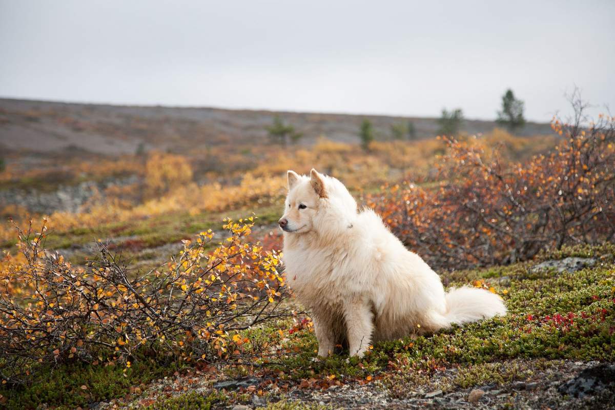 Lappone finlandese – Fatti interessanti sul cucciolo di Lappone finlandese – Blog di salvataggio degli animali domestici
