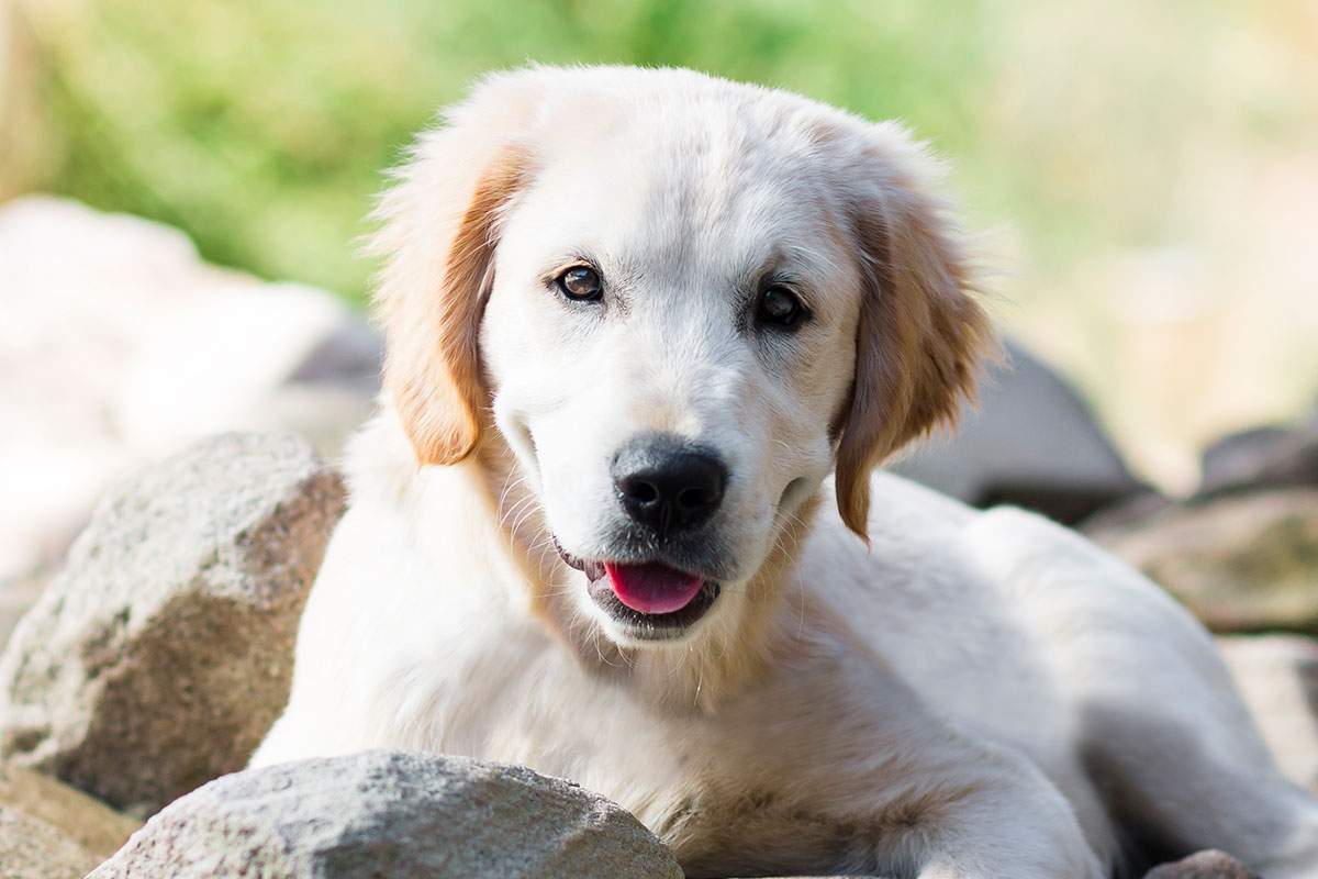Dog Age – Come calcolare gli anni del cane in anni umani – Blog di Pet Rescue