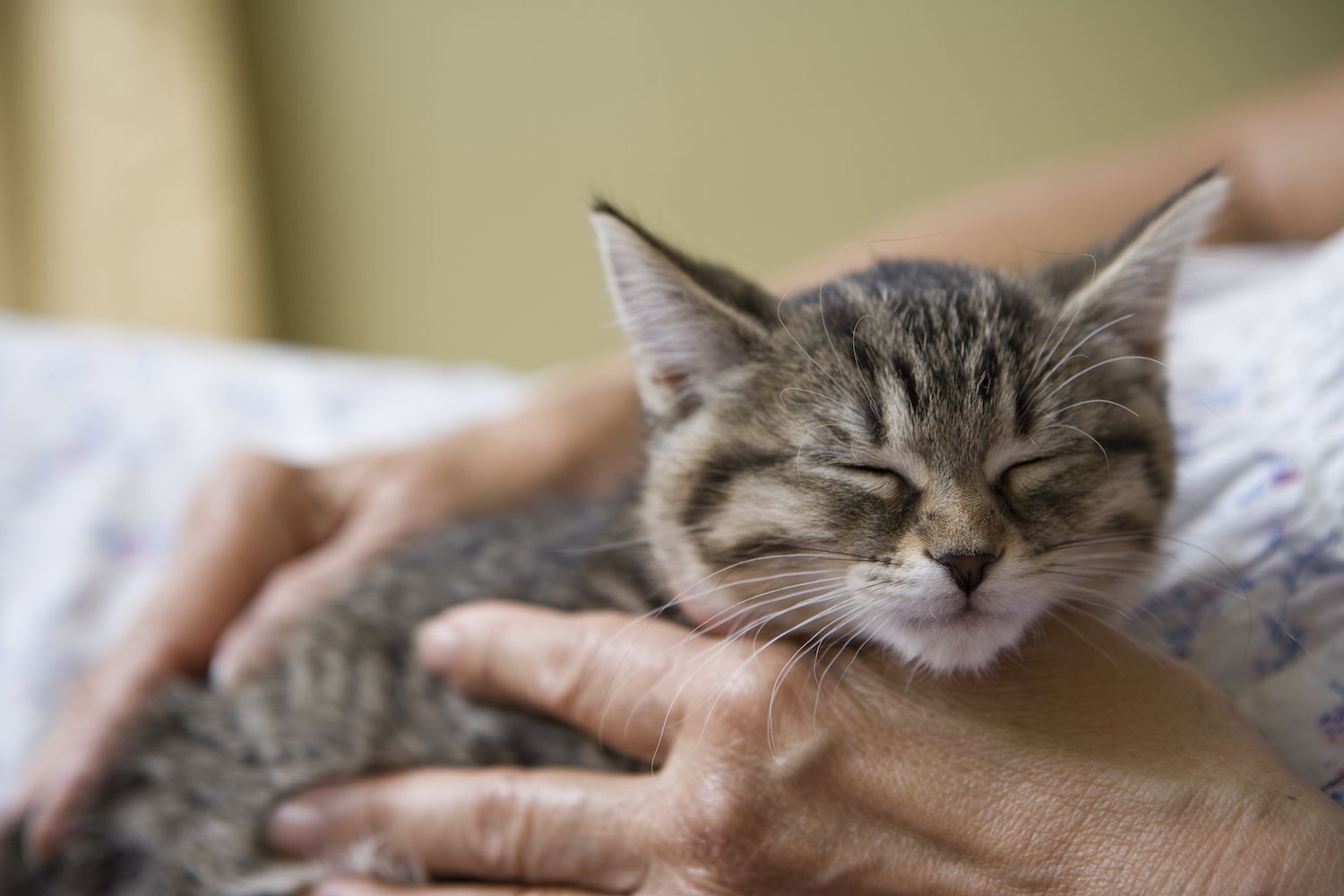 5 adorabili storie di adozione di gatti