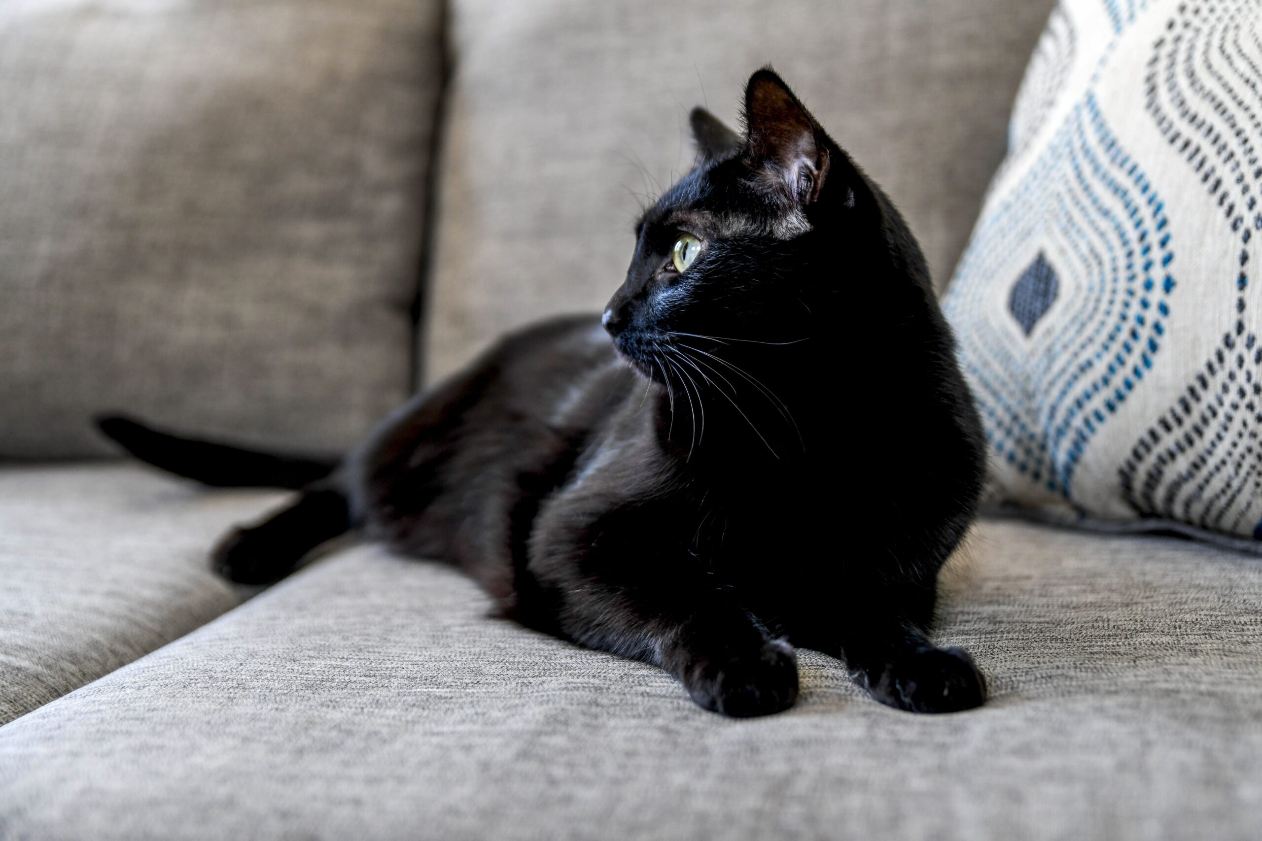 5 fatti affascinanti sui gatti neri