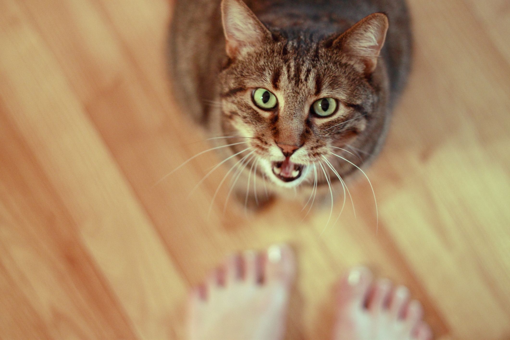 7 motivi per cui il comportamento di ricerca dell’attenzione nei gatti
