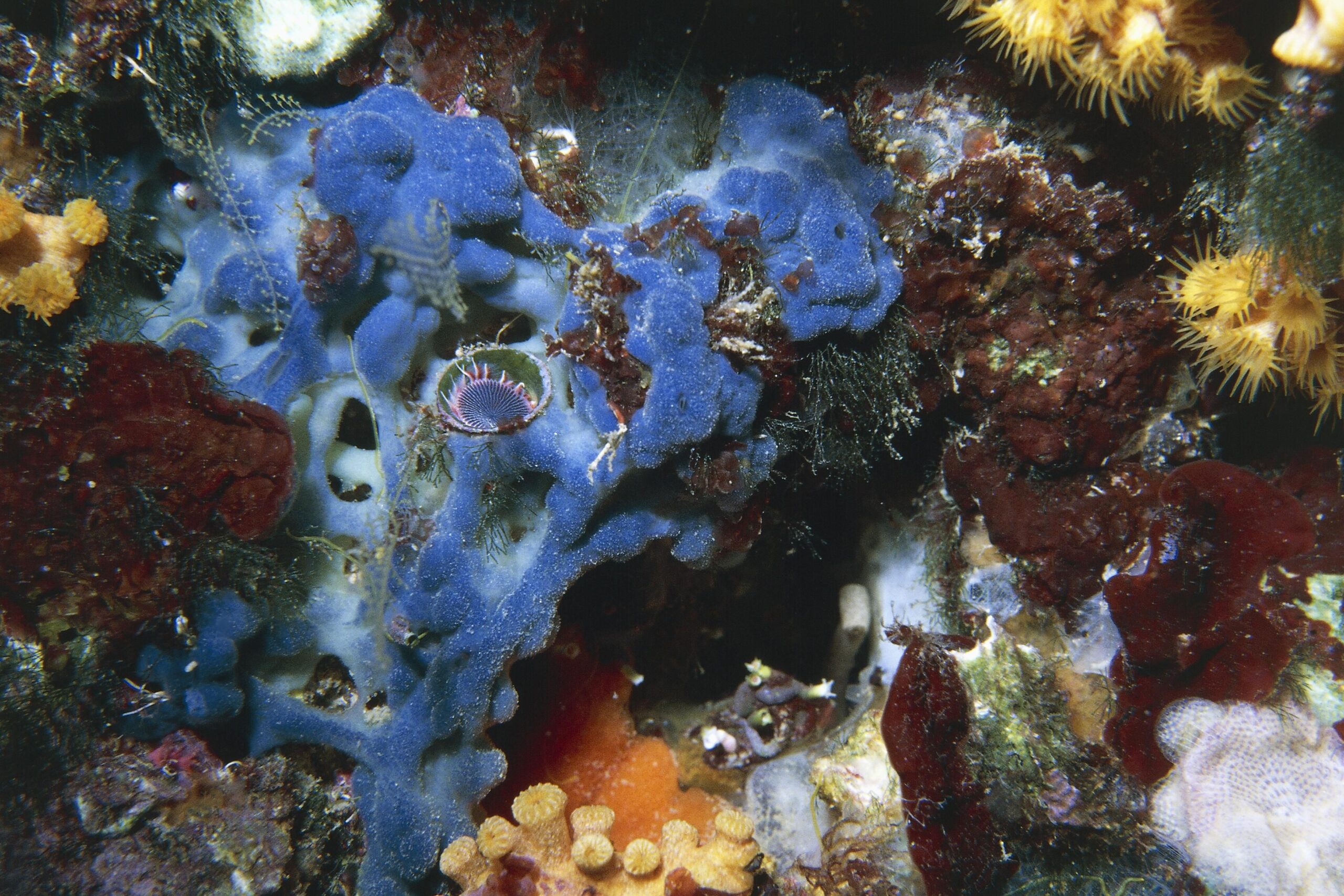 Cause e soluzioni delle alghe rosse dell’acquario
