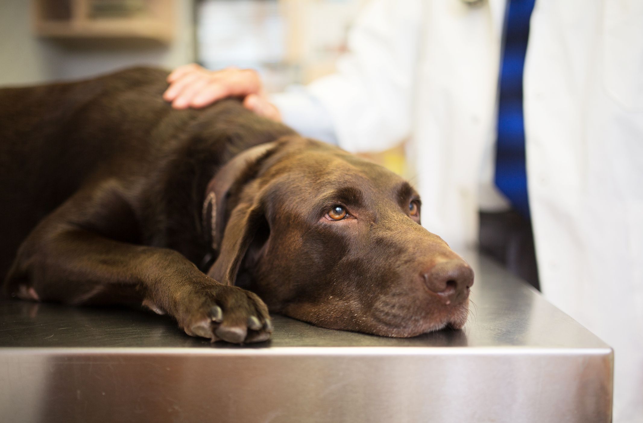 Come curare l’anemia nei cani