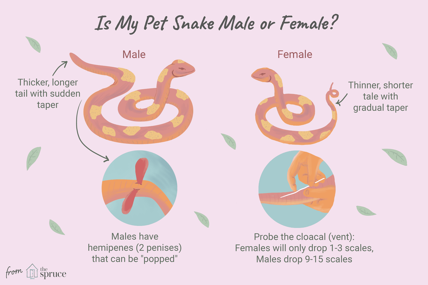 Come determinare il sesso di un serpente