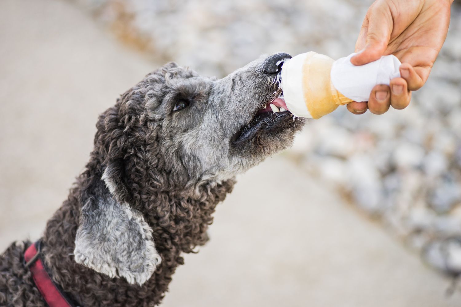 I cani possono mangiare il gelato?