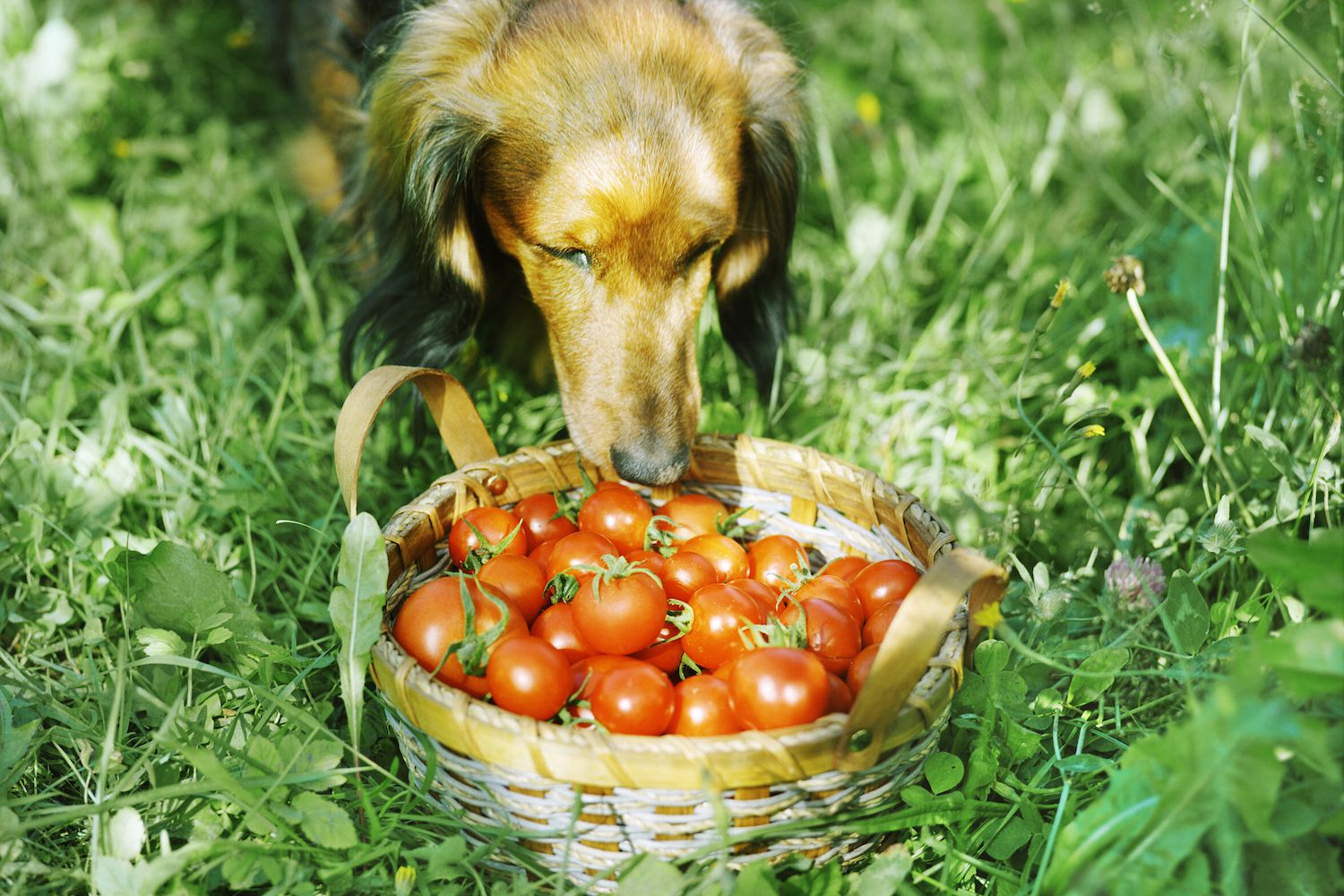 I pomodori sono sicuri per i cani?