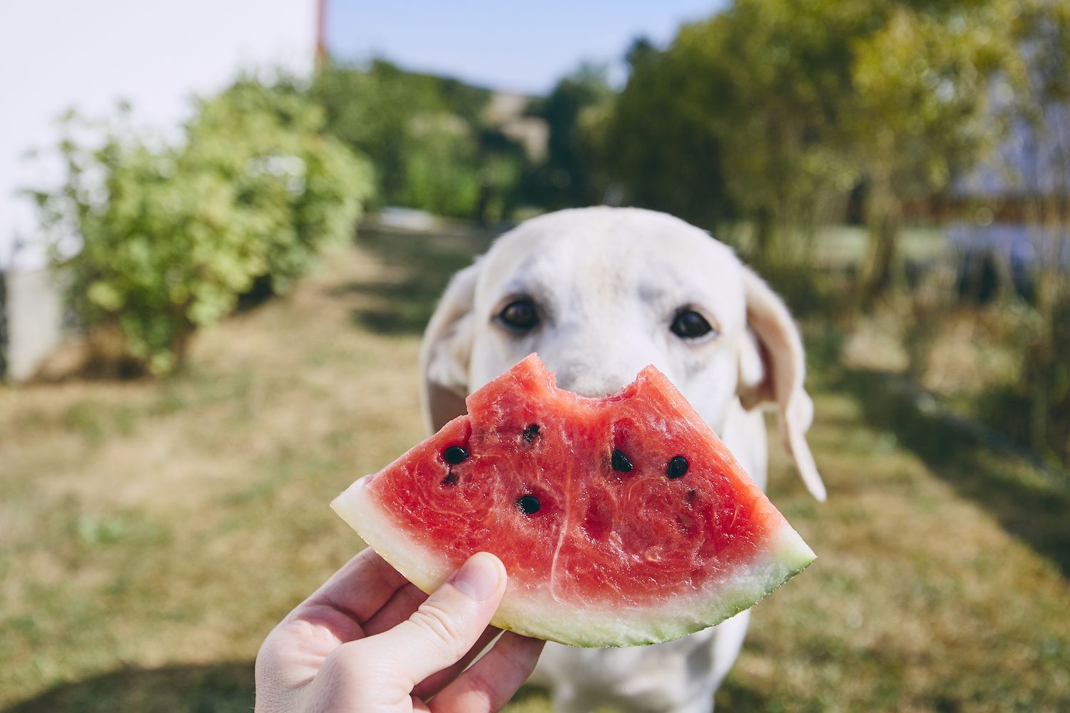 Il mio cane può mangiare l’anguria?
