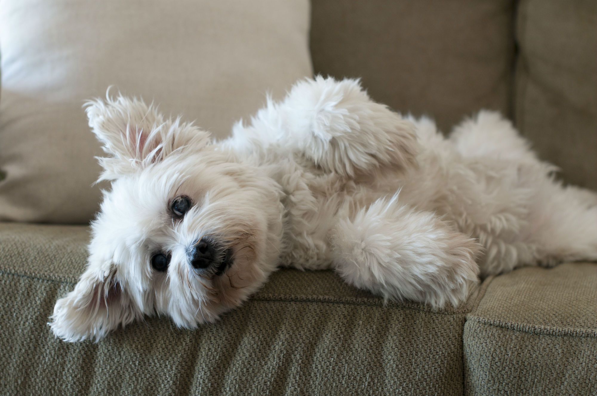La neosporina è sicura per i cani?