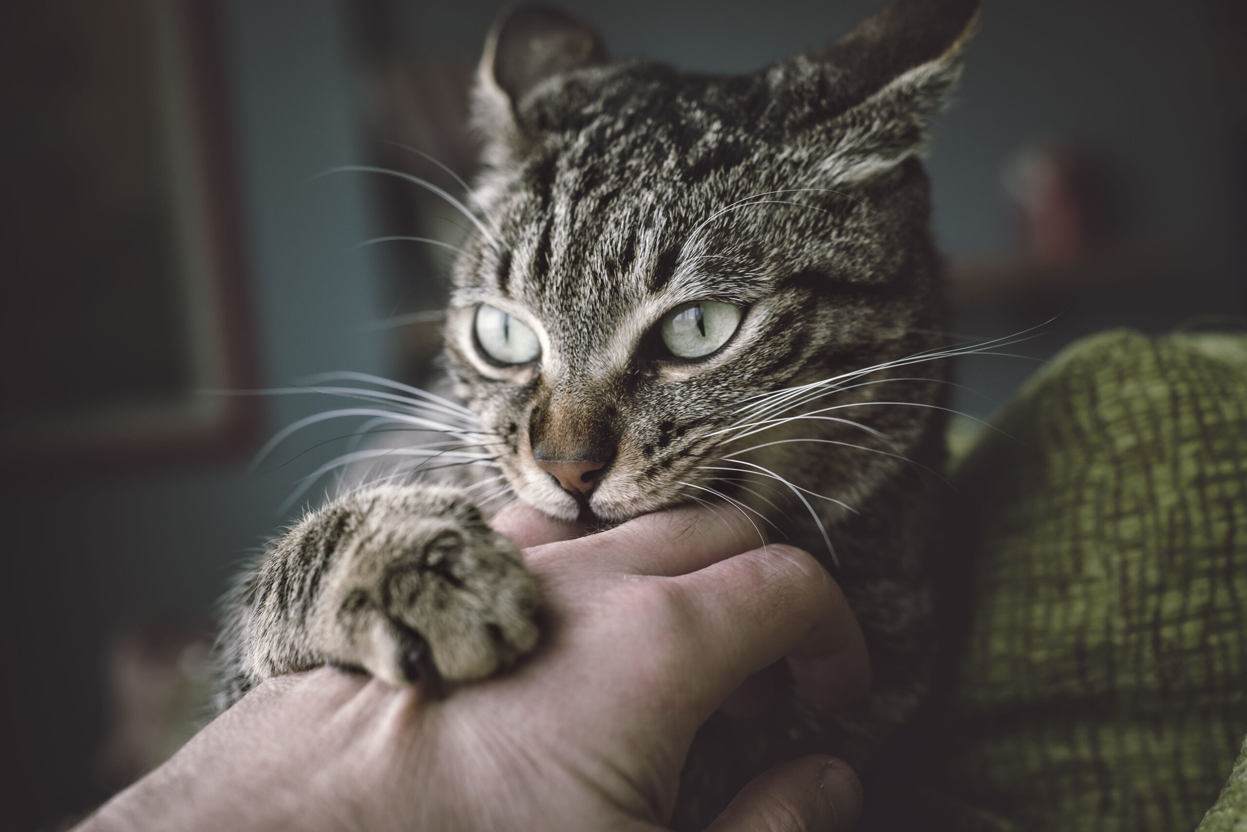 Motivi per cui i gatti hanno problemi di comportamento e come risolverli