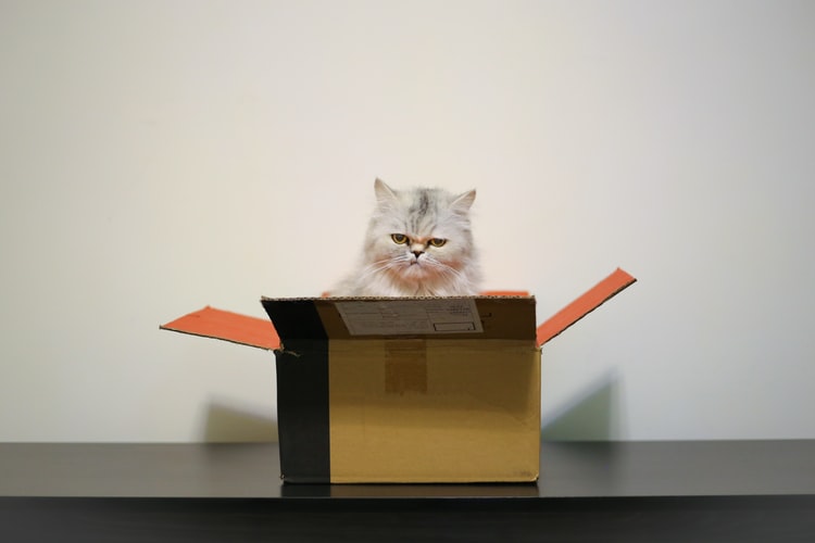 Perché i gatti amano le scatole?  Sono al sicuro?  – Blog di salvataggio degli animali domestici