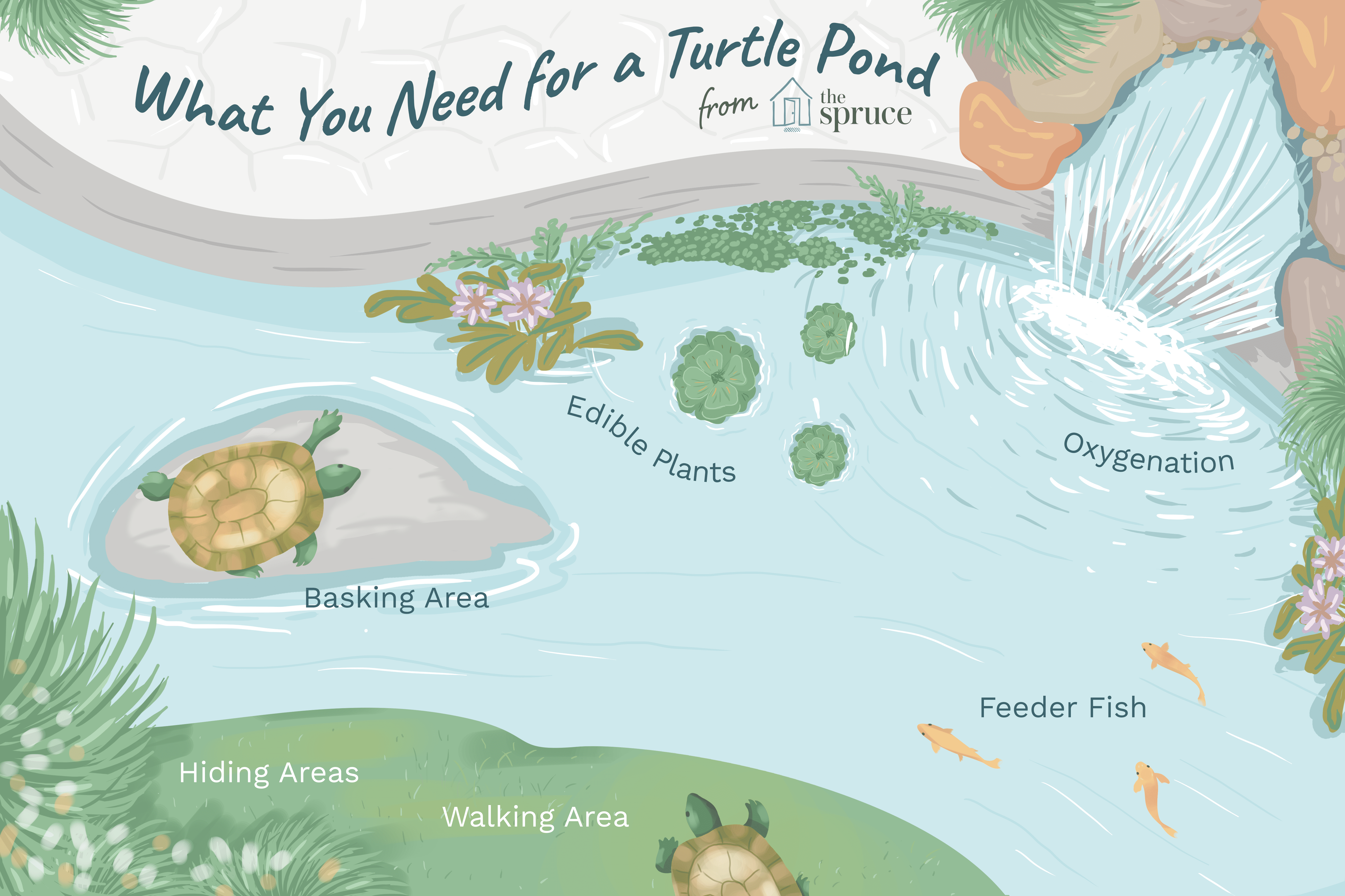 Pet tartarughe acquatiche e stagni all’aperto