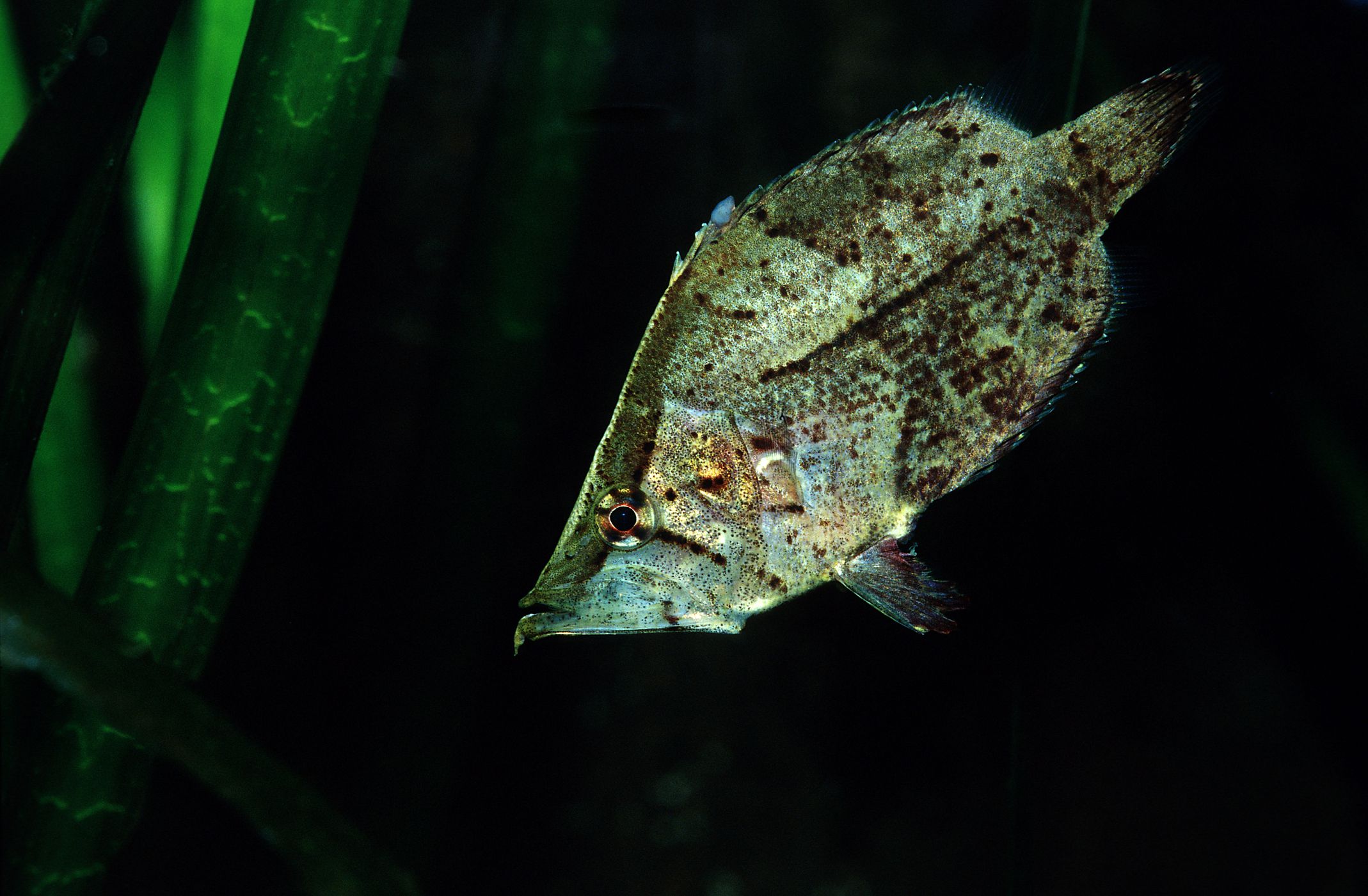 Profilo delle specie di Leaffish sudamericane