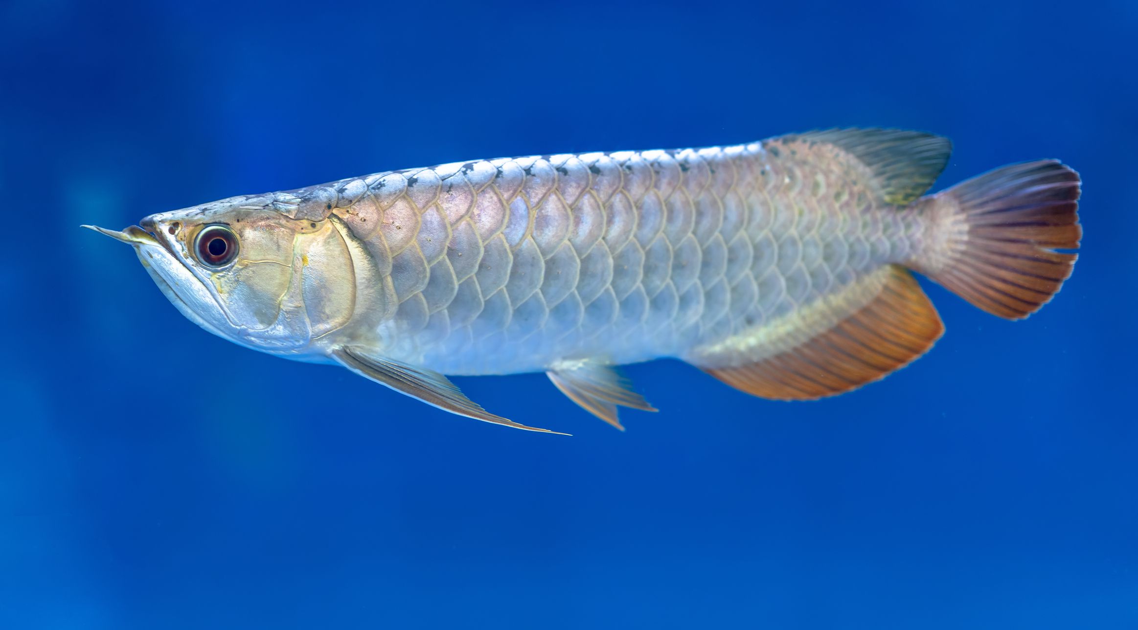 Profilo delle specie di pesci Arowana