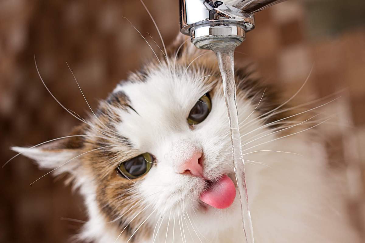 Quanta acqua dovrebbe bere un gatto?  – Blog di salvataggio degli animali domestici