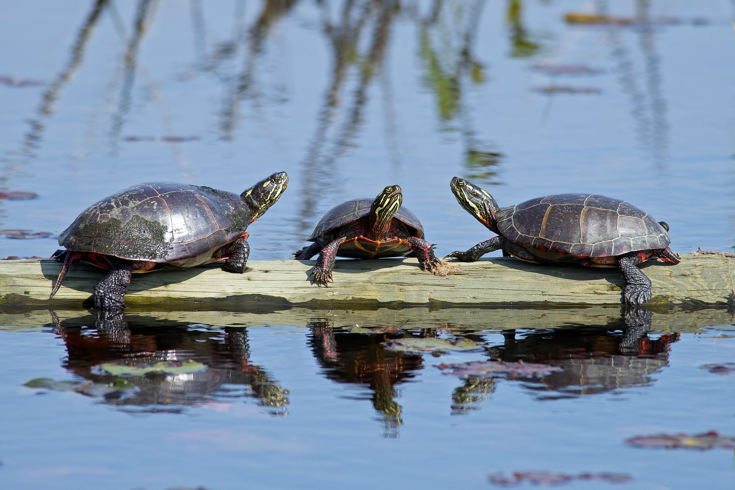 Tartarughe dipinte come animali domestici – Cura delle tartarughe acquatiche