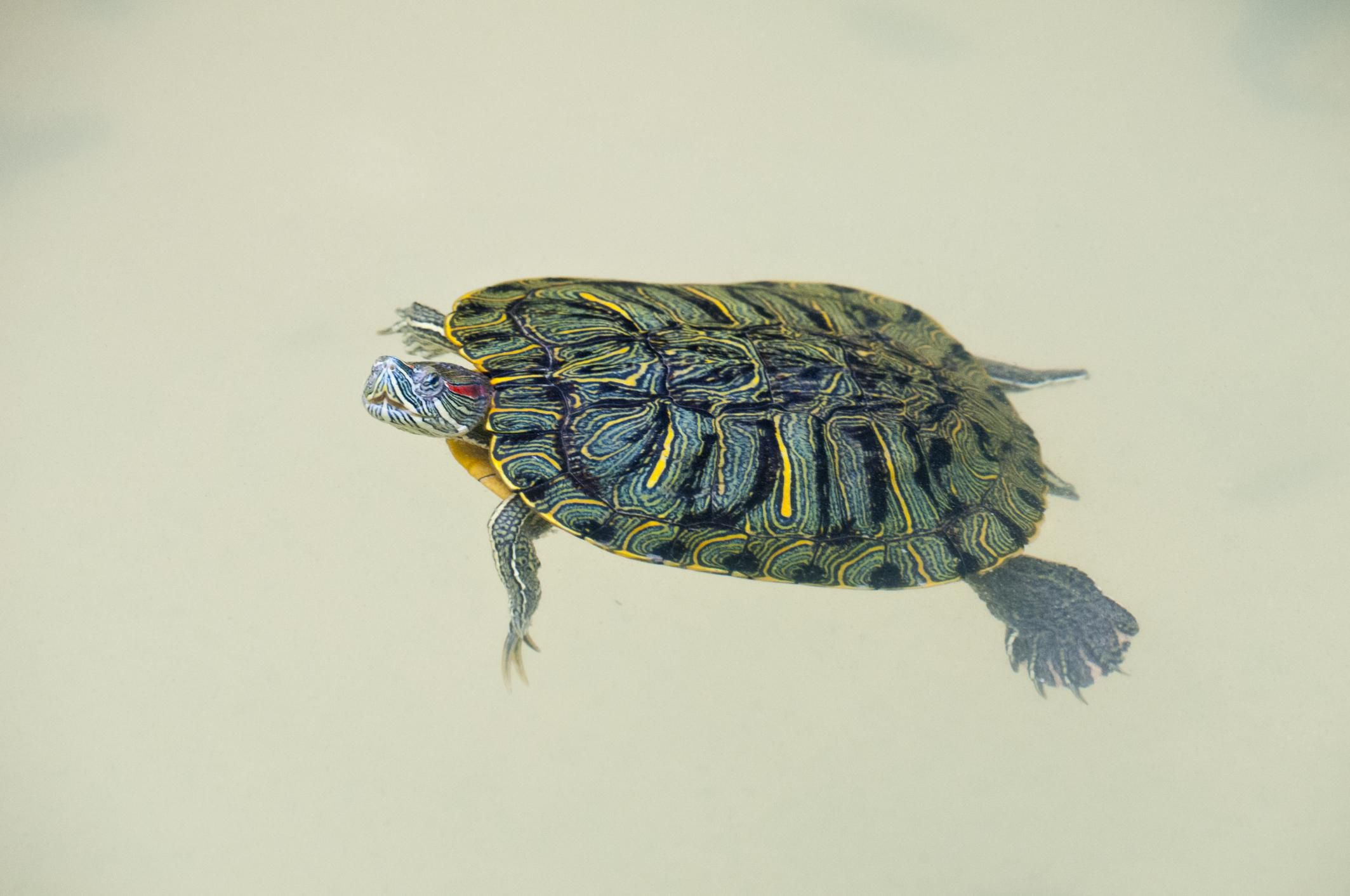 Tutto su come tenere tartarughe acquatiche da compagnia