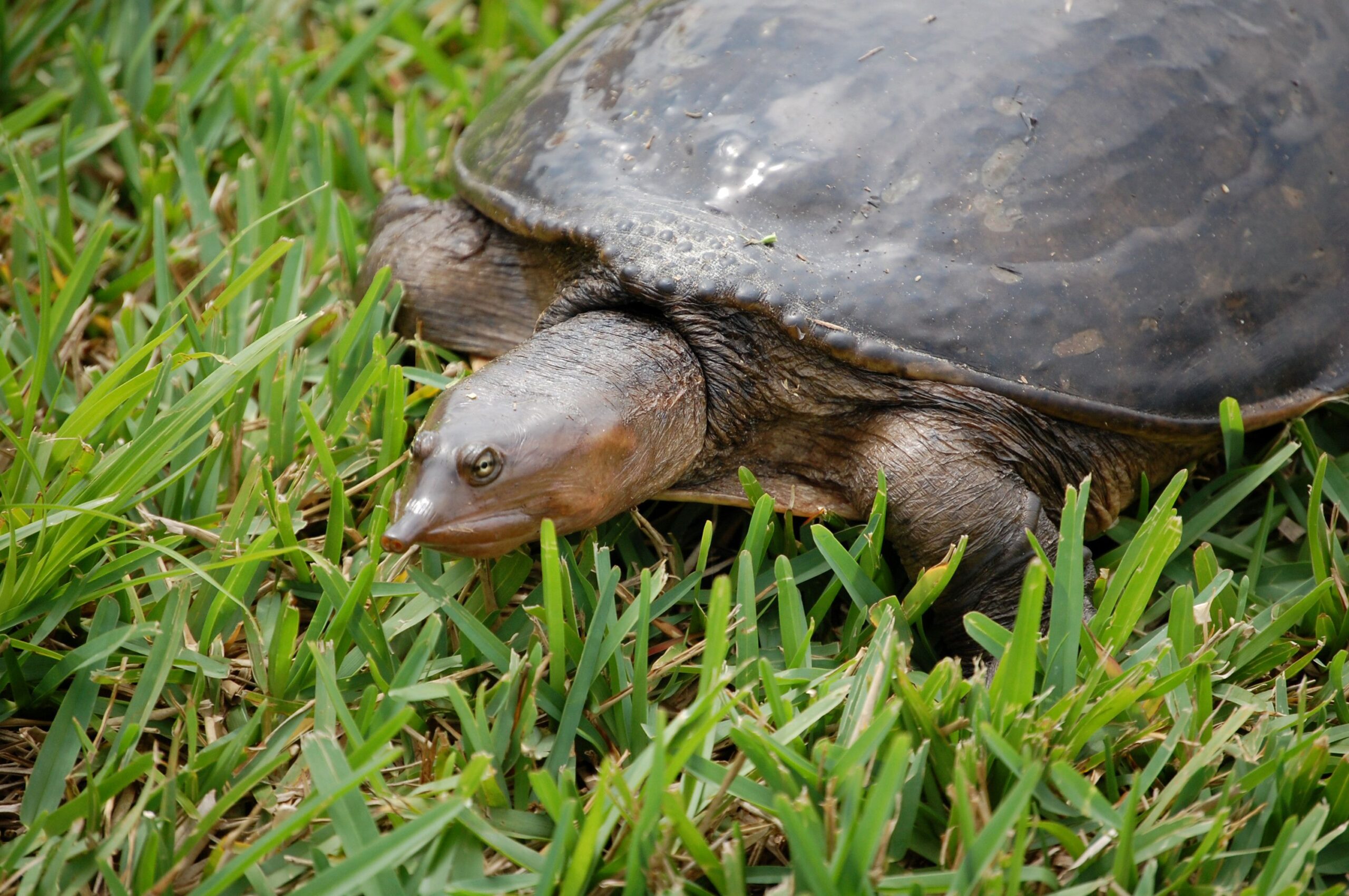 Una guida alla cura delle tartarughe dal guscio molle come animali domestici