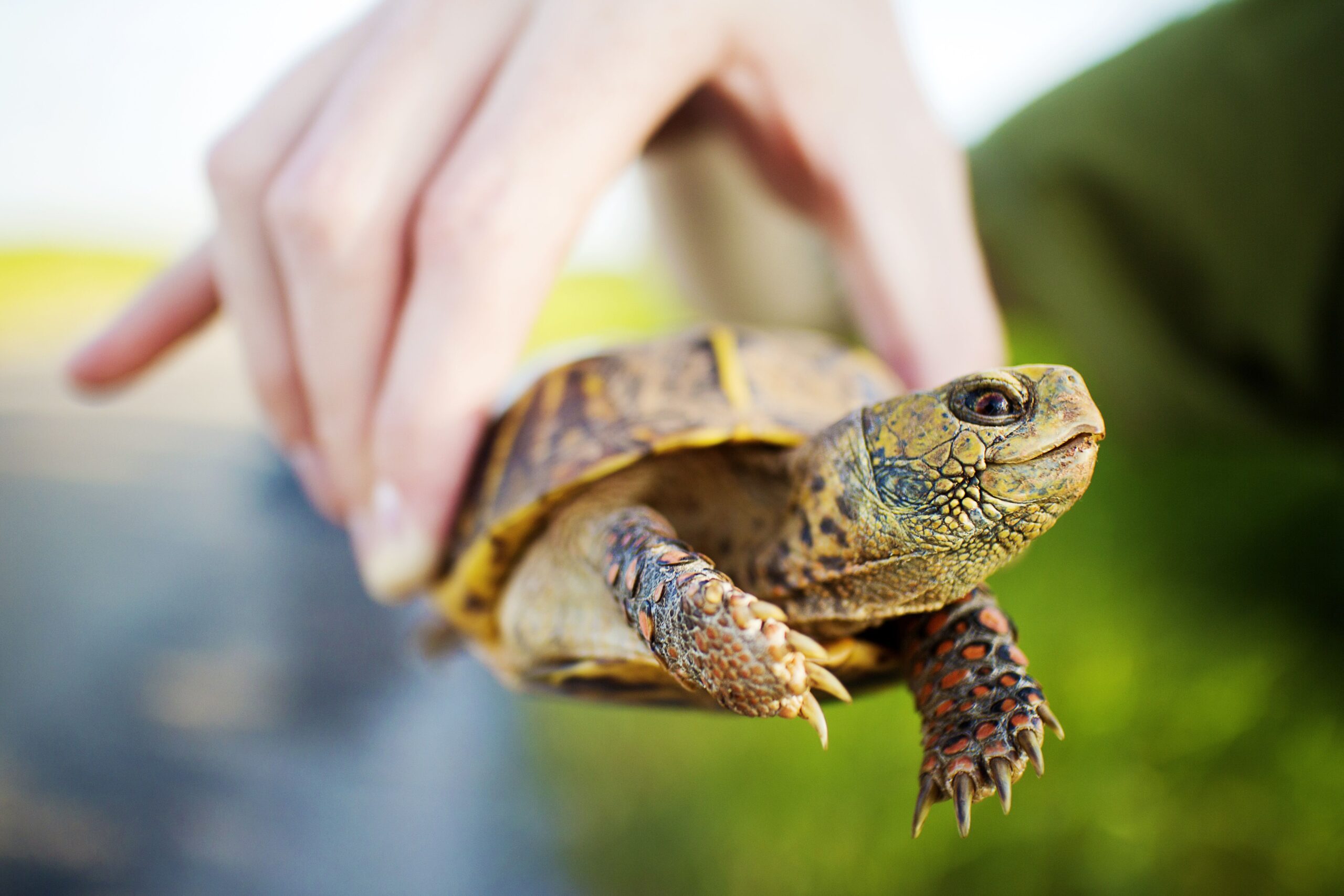 Una guida alla cura delle tartarughe scatola comuni come animali domestici
