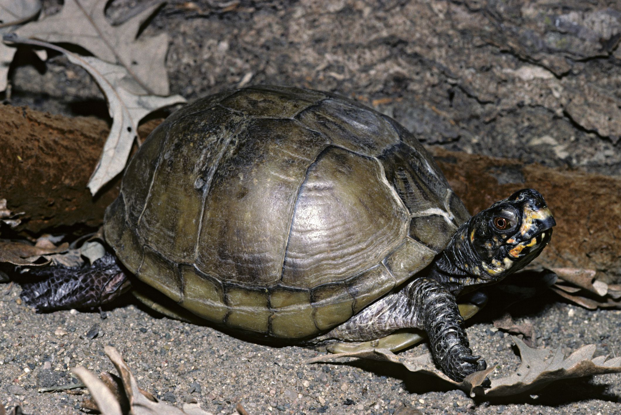 Una guida alla cura delle tartarughe scatola tridattili come animali domestici