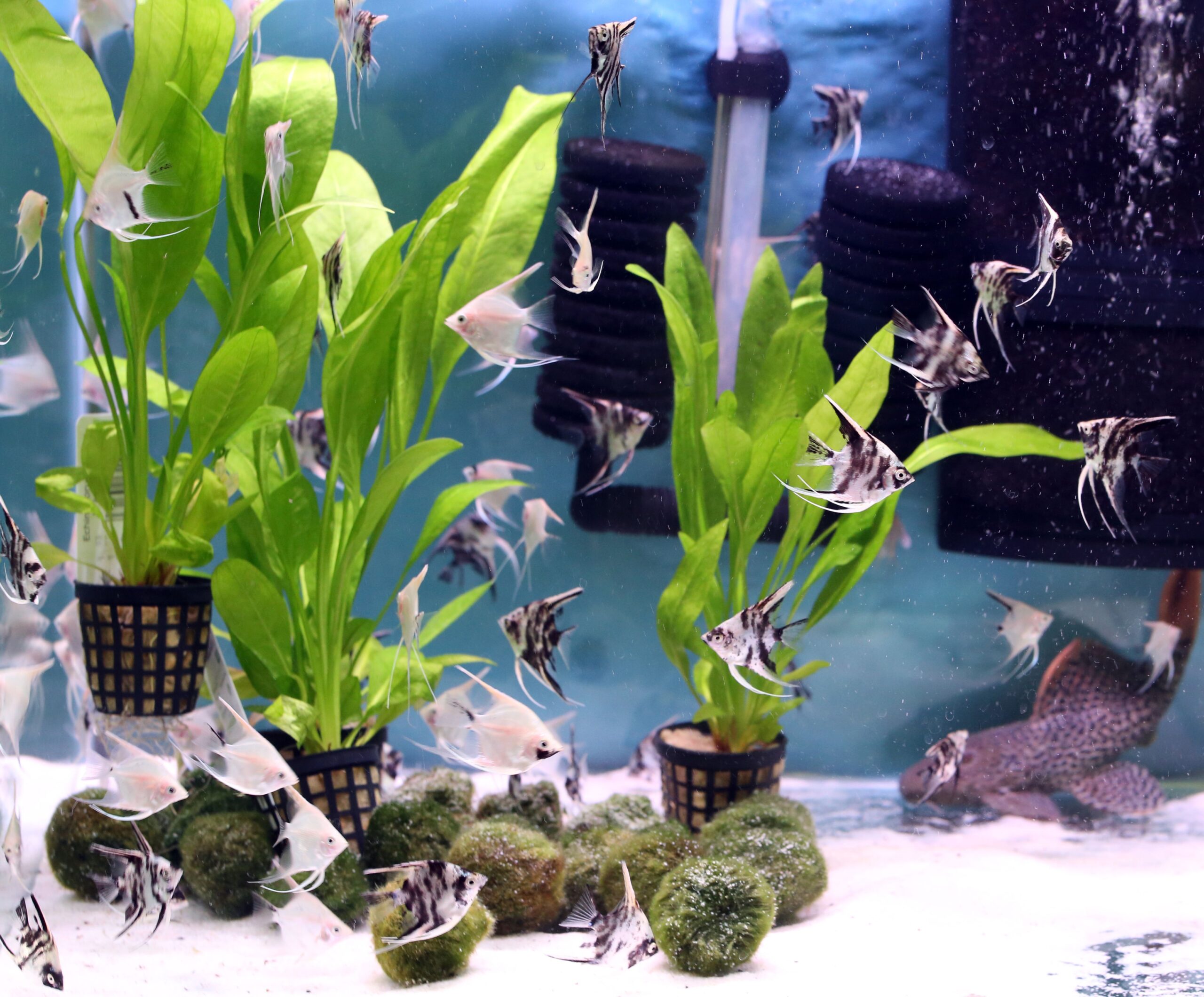 Usare piante vive nel tuo acquario domestico