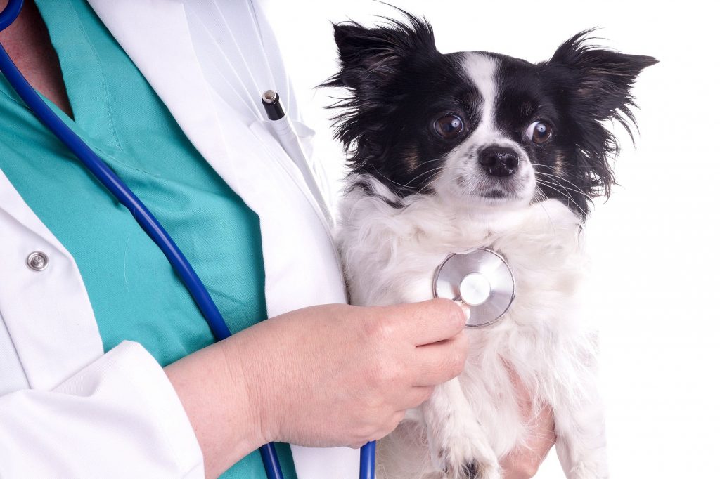 Malattie delle valvole cardiache comuni nel cane