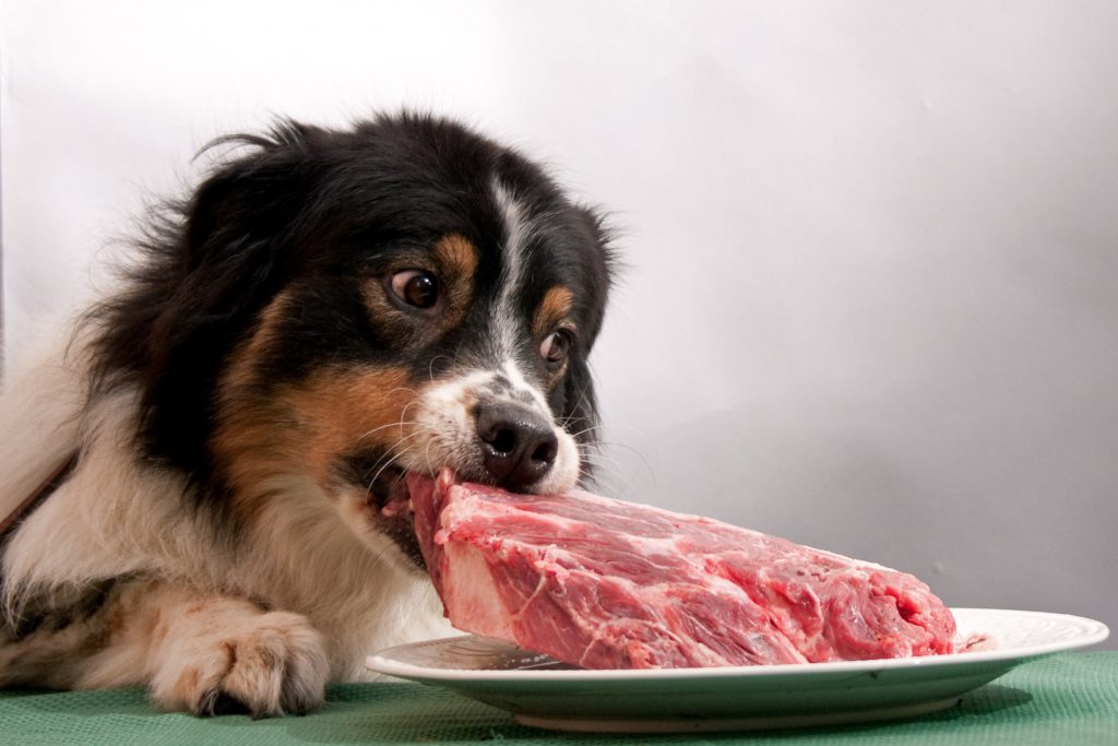La carne è il primo e più importante ingrediente nel cibo per cani – Pet Rescue Blog