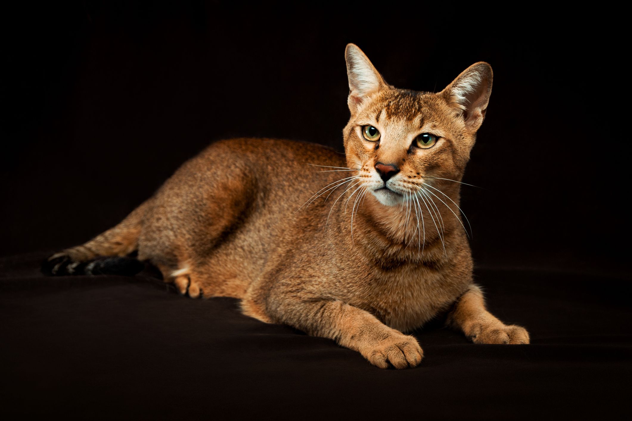 Chausie Cat — Profilo completo, storia e cure