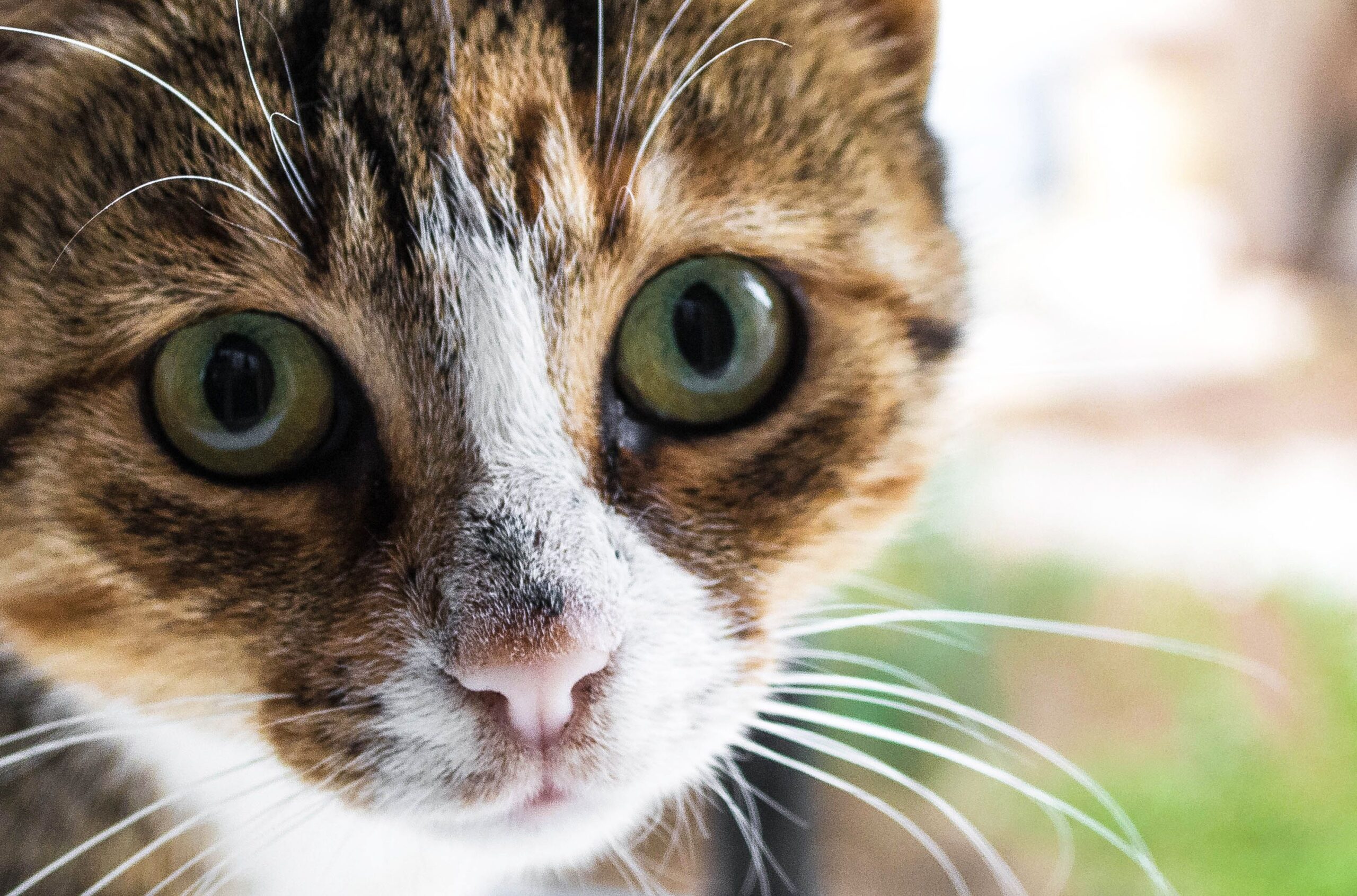 Come trattare la peritonite infettiva felina nei gatti?